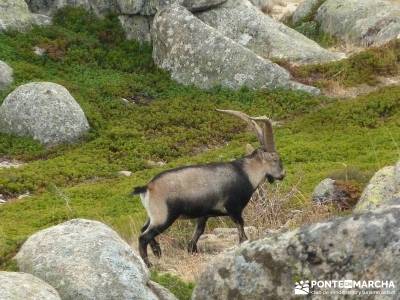 Sur Maliciosa - El Peñotillo; senderismo maravilloso;actividades turismo;turismo rural